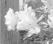  ?? Brett Coomer / Houston Chronicle ?? ‘Mrs. G.G. Gerbing’ white azaleas