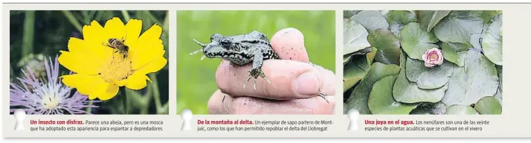  ??  ?? LOS SECRETOS DE MONTJUÏC
Un insecto con disfraz. Parece una abeja, pero es una mosca que ha adoptado esta apariencia para espantar a depredador­es
De la montaña al delta. Un ejemplar de sapo partero de Montjuïc, como los que han permitido repoblar el...