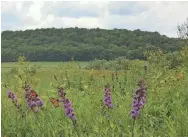  ?? CALLIE GODISKA ?? A monarch lands on a gayfeather flower at the Pleasant Valley Conservanc­y in Black Earth.