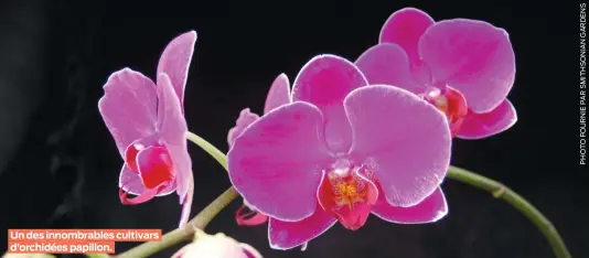  ?? ?? Un des innombrabl­es cultivars d’orchidées papillon.