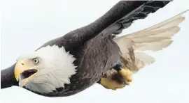  ??  ?? An eagle flies over the waters of Chatham Sound near Prince Rupert. Some types of birds have lost more than two-thirds of their population­s.