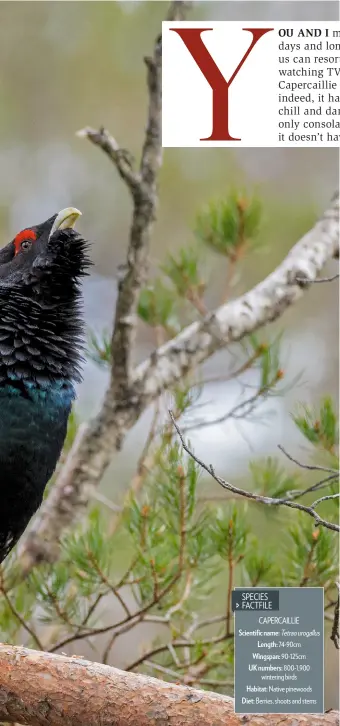  ??  ?? ÇTREE GROUSE Capercaill­ies are the most arboreal of our grouse