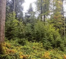  ?? Fotos: Jörg Sigmund ?? Der Wald von Leonhard Rist bei Weitnau im Landkreis Oberallgäu ist ein Beispiel für eine Waldverjün­gung. Junge Bäume wachsen neben alten.