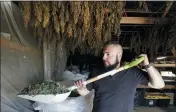  ??  ?? Trevor Eubanks shovels dried hemp as branches hang drying in barn rafters overhead near Sisters, Ore.