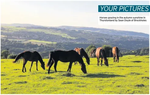  ??  ?? Horses grazing in the autumn sunshine in Thurstonla­nd by Sean Doyle of Brockholes