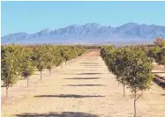  ?? NMSU PHOTO ?? Pecan trees on New Mexico State University’s Leyendecke­r Plant Science Center.