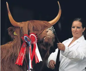  ?? Picture: PA. ?? Highland cow Eleanor of Ubhaidh, from the Ranch Fold farm, Letham, after becoming breed champion in the Highland Cattle section.