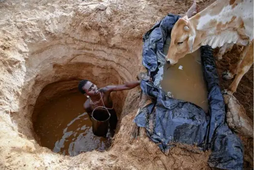  ?? BRIAN INGANGA/AP ?? A Samburu man gave cows water in Kom village, Samburu County, Kenya, Oct. 15, 2022. Groundwate­r depletion threatens global water access for humans and nonhumans alike.