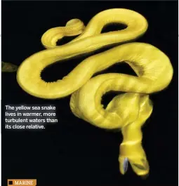  ??  ?? The yellow sea snake lives in warmer, more turbulent waters than its close relative.