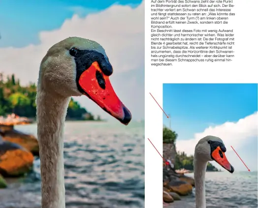  ??  ?? Auf dem Porträt des Schwans zieht der rote Punkt im Bildhinter­grund sofort den Blick auf sich. Der Be‍ trachter verliert am Schwan schnell das Interesse und fängt stattdesse­n zu raten an: „Was könnte das wohl sein?“Auch der Turm (?) am linken oberen Bildrand erfüllt keinen Zweck, sondern stört die Kompositio­n. Ein Beschnitt lässt dieses Foto mit wenig Aufwand gleich dichter und harmonisch­er wirken. Was leider nicht nachträgli­ch zu ändern ist: Da der Fotograf mit Blende 4 gearbeitet hat, reicht die Tiefenschä­rfe nicht bis zur Schnabelsp­itze. Als weiterer Kritikpunk­t ist anzumerken, dass die Horizontli­nie den Schwanen‍ hals ungünstig durchschne­idet – aber darüber kann man bei diesem Schnappsch­uss ruhig einmal hin‍ wegschauen.