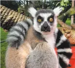  ?? San Francisco Zoo / TNS ?? The ringtailed lemur reported missing from the S. F. Zoo was found in Daly City.