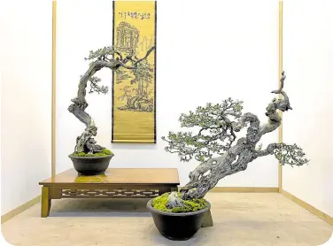  ?? ?? A bonsai dialogue at Izumi Bonsai