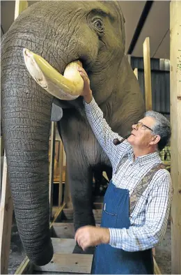  ?? Picture: JAMES OATWAY ?? A MAMMOTH JOB: Taxidermis­t Dieter Ochsenbein with the elephant his firm stuffed for an eastern European tycoon. The tusks are made of fibreglass