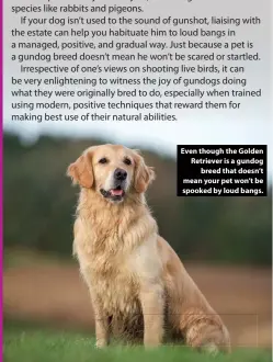  ?? ?? Even though the Golden Retriever is a gundog breed that doesn’t mean your pet won’t be spooked by loud bangs. xx