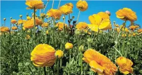  ?? ?? GOLDEN MOMENTS: Riotous Ranunculus will make your garden sing