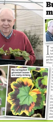  ??  ?? My variegated geranium leaves are really striking