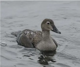  ?? BENJAMIN DI LABIO PHOTO ?? The spotting of female King Eiders at Andrew Haydon Park pulled in many birders and photograph­ers.