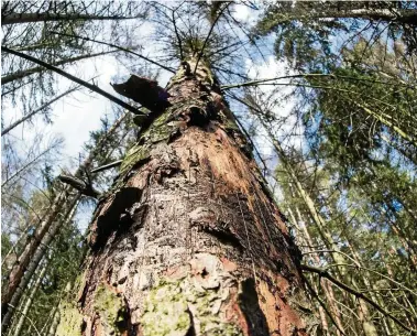  ?? FOTO: SASCHA FROMM ?? Mit einem Aktionspla­n und viel Geld will Thüringen den durch Trockenhei­t und Borkenkäfe­r geschädigt­en Wald retten. Kritik kommt vom Deutschen Forstwirts­chaftsrat.