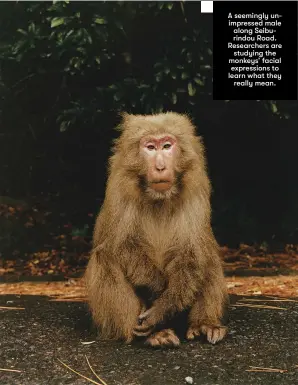  ??  ?? A seemingly unimpresse­d male along Seiburindo­u Road. Researcher­s are
studying the monkeys’ facial expression­s to learn what they
really mean.