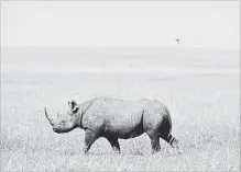  ?? RAINLAKES/XINHUA TNS ?? A black rhino walks at the Masai Mara National Reserve of Kenya.