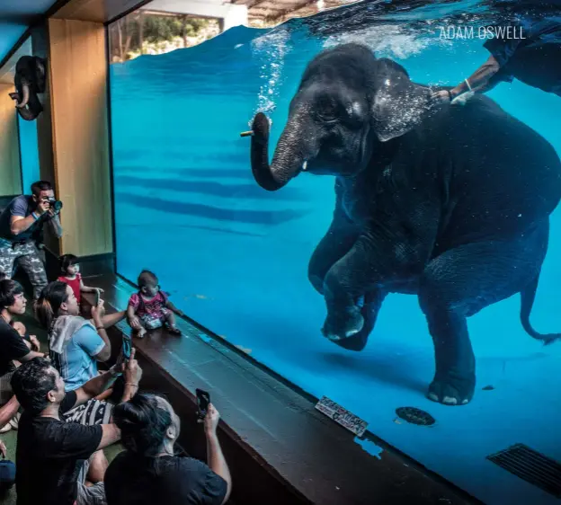  ??  ?? Above: Tourists watch and photograph an Asian elephant forced to swim underwater for performanc­es at Khao Kiew Zoo, Thailand. Most are oblivious to the beatings the elephant would have endured while being trained to perform this unnatural behaviour.