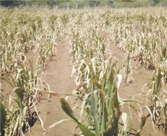  ?? ?? El Niño-induced drought ... This year's maize harvest is projected to plummet by more than half.