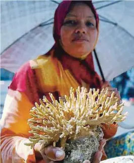  ?? [ FOTO POLIANA RONNIE SIDOM / BH ] ?? Salasita menunjukka­n batu karang yang dijual di Pasar Tani, Sandakan.
