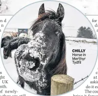  ??  ?? CHILLY Horse in Merthyr Tydfil