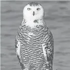  ?? RYAN BRADY / WISCONSIN DNR ?? Snowy owls range from 3 to 6 pounds and stand 2 feet tall and have 5-foot wingspans.