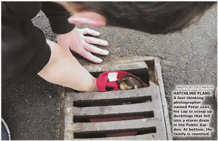  ??  ?? PHOTOS BY JOY CHAISUA HATCHLING PLANS: A fast-thinking photograph­er named Peter uses his cap to scoop up ducklings that fell into a storm drain in the Public Garden. At bottom, the family is reunited.