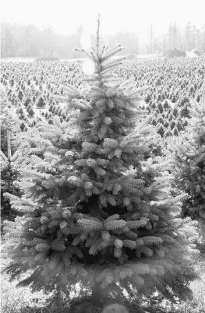  ?? Randy Harris/ New York Times ?? Firs, like these at Bell’s Christmas Tree Farm in Catskills, need water to thrive.