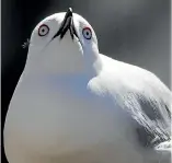  ?? JOSEPH JOHNSON/ STUFF ?? A black-billed gull nesting in an exposed basement which has become a seagull colony in Armagh St.