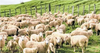  ?? Photo / Bevan Conley ?? Coarse wool prices have improved, says ANZ, but not enough to balance farmers’ ledgers.