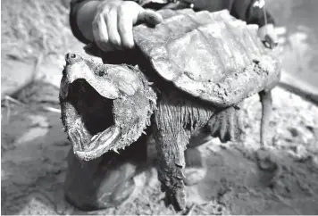  ?? Associated Press ?? ■ This Nov. 24 photo shows a male alligator snapping turtle after being trapped by the Turtle Survival Alliance-North American Freshwater Turtle Research Group as part of the process of tagging turtles.