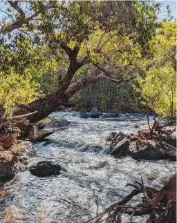  ??  ?? ABOVE At Samala the Mwaleshi River is a bubbling, fast-flowing stream; by the time it reaches Mwaleshi Camp 40km downstream it’s completely chilled – in this setting who or what wouldn’t be?