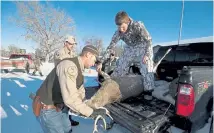  ?? Lynn Donaldson, © The New York Times Co. file ?? Game wardens check a hunter’s deer for signs of chronic wasting disease in Joliet, Mont., Dec. 23, 2017. Some scientists say that wolves are essential to curbing the spread of chronic wasting disease because they pick off weak deer.