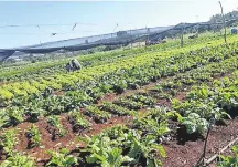  ??  ?? El sector frutihortí­cola fue uno de los grandes beneficiad­os con las lluvias de estos últimos días en el Alto Paraná.