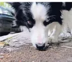  ?? FOTO: DPA ?? Super-Schnüffler: Der Border Collie hat beim Spaziergan­g viel zu schnuppern.