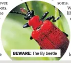  ?? ?? BEWARE: The lily beetle