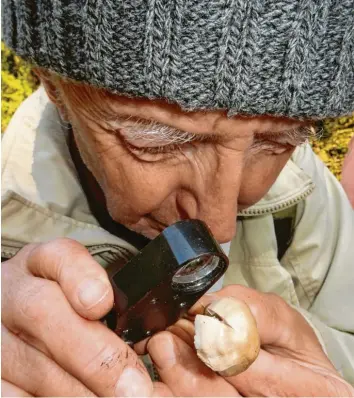  ?? Fotos: Andreas Lode ?? Pilzexpert­e Fritz Frank muss bei der Exkursion so manchen Pilz genau unter die Lupe nehmen, um ihn bestimmen zu können. Hier sieht sich der Pilzberate­r einen Helmling an.