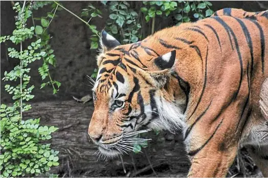  ?? — The straits Times/ann ?? Paws-itive news: The study said a local resident reported a Javan tiger sighting in 2019 at a plantation in a forest near sukabumi city in West Java province.