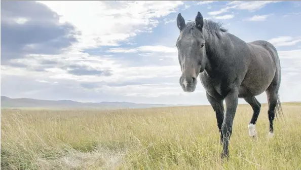  ??  ?? The Barr family has reached an agreement with the Nature Conservanc­y of Canada to protect the Oxley Ranch in southern Alberta.