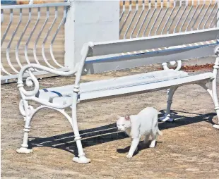  ??  ?? Bijeli mačak, ili je to bila mačka, jedino je živo stvorenje jednoga listopadsk­og ranog popodneva u Moluntu, najjužnije­m hrvatskom obalnome naselju