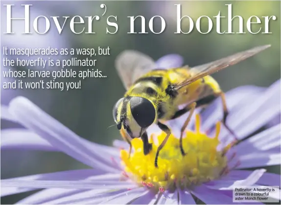  ??  ?? Pollinator: A hoverfly is drawn to a colourful aster Monch flower