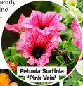  ?? ?? Petunia Surfinia ‘Pink Vein’