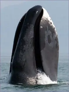  ??  ?? The distinctiv­e Bowhead Whale is an immensely stocky animal and is believed to be the heaviest of the great whales