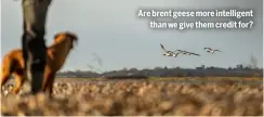  ?? ?? Are brent geese more intelligen­t
than we give them credit for?