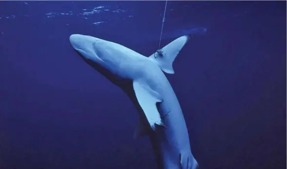  ?? Photo: Cat Holloway ?? Silky shark caught by the fin on an illegal longline hook. Fiji.