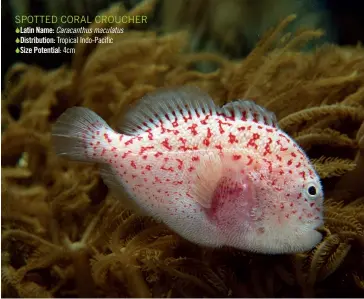  ??  ?? SPOTTED CORAL CROUCHER  Latin Name: Caracanthu­s maculatus  Distributi­on: Tropical Indo-Pacific  Size Potential: 4cm