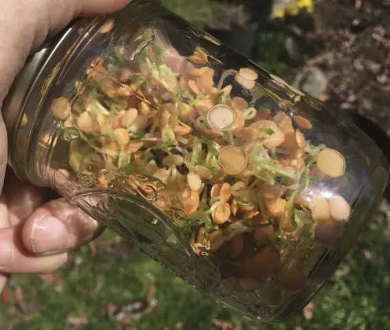  ??  ?? After soaking them overnight then rinsing and draining them for a couple of days, you’ll see seeds (in this case, lentils) starting to sprout.